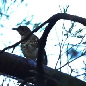 Zoothera lunulata at Cook, ACT - 19 May 2024