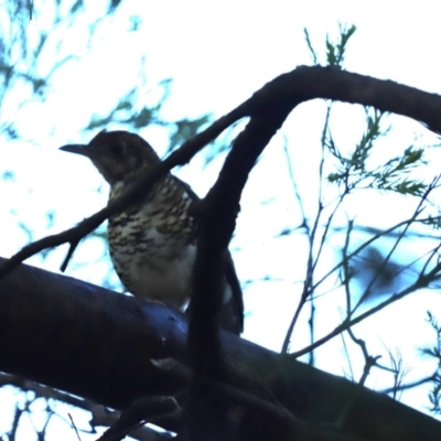 Zoothera lunulata (Bassian Thrush) at Cook, ACT - 19 May 2024 by Tammy