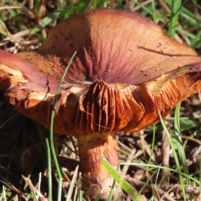 Unidentified Cap on a stem; gills below cap [mushrooms or mushroom-like] at Berrima - 21 May 2024 by SandraH