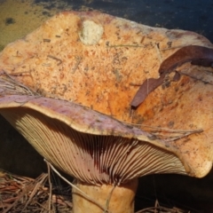 Unidentified Cap on a stem; gills below cap [mushrooms or mushroom-like] at Wingecarribee Local Government Area - 21 May 2024 by SandraH