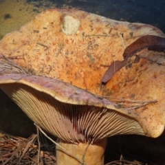 Lactarius deliciosus (Saffron Milkcap) at Wingecarribee Local Government Area - 21 May 2024 by SandraH