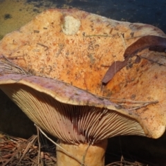 Unidentified Cap on a stem; gills below cap [mushrooms or mushroom-like] at Berrima - 21 May 2024 by SandraH