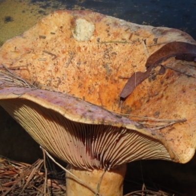 Unidentified Cap on a stem; gills below cap [mushrooms or mushroom-like] at Berrima - 21 May 2024 by SandraH