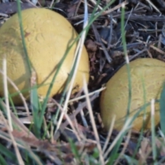 Unidentified Fungus at Wingecarribee Local Government Area - 21 May 2024 by SandraH