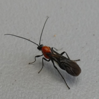 Braconidae (family) (Unidentified braconid wasp) at QPRC LGA - 20 May 2024 by Paul4K