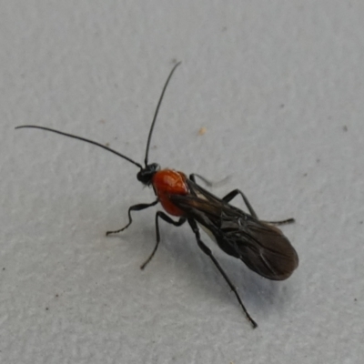 Braconidae (family) (Unidentified braconid wasp) at Borough, NSW - 20 May 2024 by Paul4K