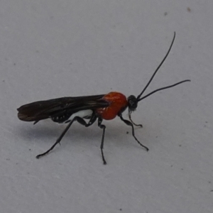 Braconidae (family) at QPRC LGA - 20 May 2024