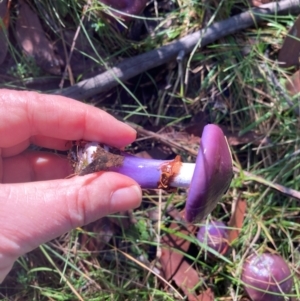 Cortinarius archeri s.l. at Wingecarribee Local Government Area - 17 May 2024 11:09 AM