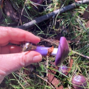 Unidentified Cap on a stem; gills below cap [mushrooms or mushroom-like] at suppressed by Baronia