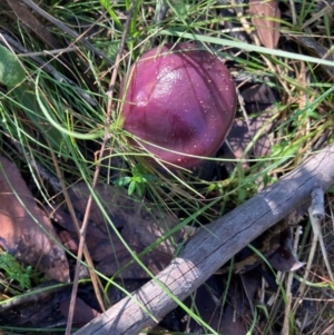 Cortinarius archeri s.l. at Wingecarribee Local Government Area - 17 May 2024 11:09 AM