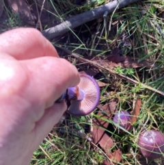 Cortinarius archeri s.l. at Wingecarribee Local Government Area - 17 May 2024 11:09 AM