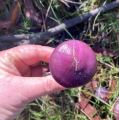 Cortinarius archeri s.l. at Wingecarribee Local Government Area - 17 May 2024 11:09 AM