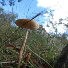 Oudemansiella gigaspora group at QPRC LGA - suppressed