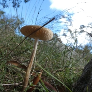 Oudemansiella gigaspora group at QPRC LGA - suppressed