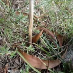 Oudemansiella gigaspora group at QPRC LGA - suppressed