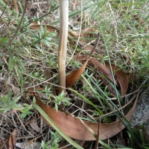 Oudemansiella gigaspora group at QPRC LGA - suppressed