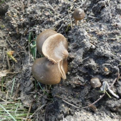 Unidentified Cap on a stem; gills below cap [mushrooms or mushroom-like] at QPRC LGA - 21 May 2024 by Paul4K