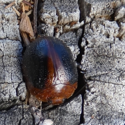 Dicranosterna immaculata (Acacia leaf beetle) at QPRC LGA - 21 May 2024 by Paul4K