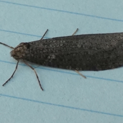 Lepidoscia adelopis, annosella and similar species (A Case moth) at Borough, NSW - 20 May 2024 by Paul4K