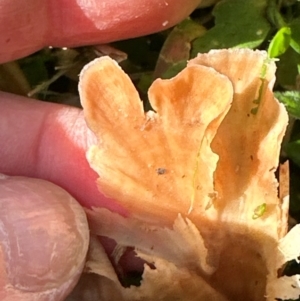 Podoscypha petalodes at Kangaroo Valley, NSW - suppressed