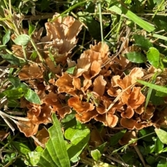 Podoscypha petalodes at Kangaroo Valley, NSW - suppressed