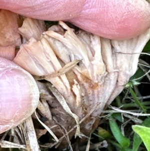 Podoscypha petalodes at Kangaroo Valley, NSW - suppressed