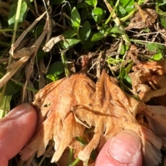 Podoscypha petalodes at Kangaroo Valley, NSW - suppressed