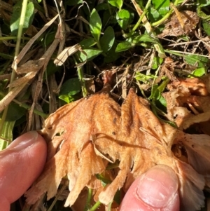 Podoscypha petalodes at Kangaroo Valley, NSW - 22 May 2024