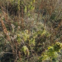 Tagetes minuta (Stinking Roger) at Mount Painter - 21 May 2024 by TonyAshton