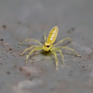 Astilodes mariae at Sea Acres National Park - 24 Nov 2023 12:36 PM