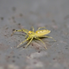 Astilodes mariae at Sea Acres National Park - 24 Nov 2023 12:36 PM