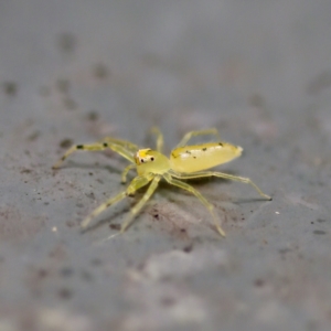 Astilodes mariae at Sea Acres National Park - 24 Nov 2023 12:36 PM