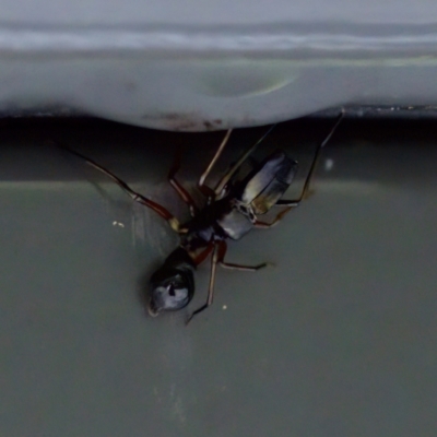 Myrmarachne (genus) (Unidentified Ant-mimic jumping spider) at Sea Acres National Park - 24 Nov 2023 by KorinneM