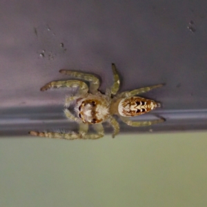 Opisthoncus sp. (genus) at Sea Acres National Park - 24 Nov 2023 12:28 PM