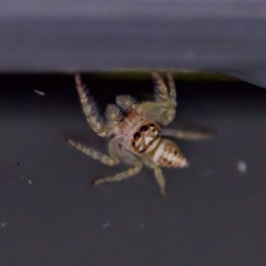 Opisthoncus sp. (genus) at Sea Acres National Park - 24 Nov 2023 12:28 PM