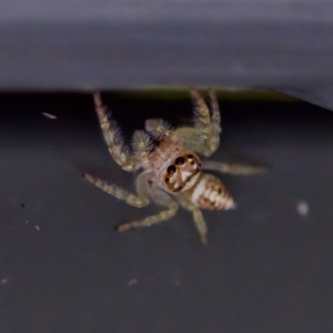 Opisthoncus sp. (genus) at Sea Acres National Park - 24 Nov 2023 12:28 PM