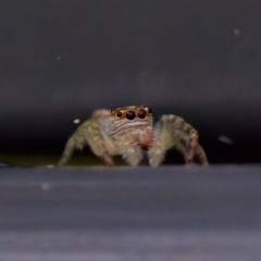 Opisthoncus sp. (genus) at Sea Acres National Park - 24 Nov 2023 12:28 PM