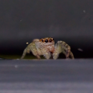 Opisthoncus sp. (genus) at Sea Acres National Park - 24 Nov 2023 12:28 PM