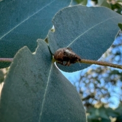 Gonipterus sp. (genus) (Eucalyptus Weevil) at Aranda, ACT - 21 May 2024 by KMcCue