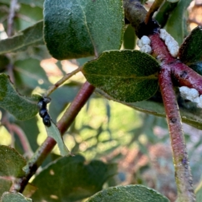 Unidentified True bug (Hemiptera, Heteroptera) at Aranda, ACT - 21 May 2024 by KMcCue