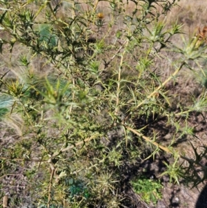 Carthamus lanatus at Jacka, ACT - 21 May 2024