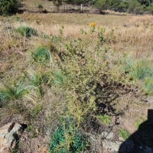 Carthamus lanatus at Jacka, ACT - 21 May 2024