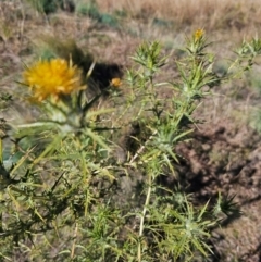 Carthamus lanatus at Jacka, ACT - 21 May 2024