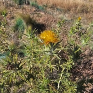 Carthamus lanatus at Jacka, ACT - 21 May 2024