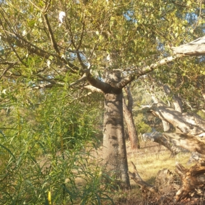 Brachychiton populneus (Kurrajong) at Hackett, ACT - 16 May 2024 by AdrianM