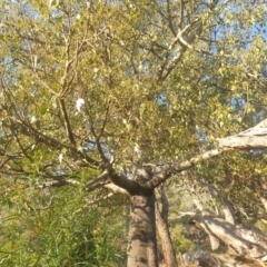 Brachychiton populneus at Mount Majura - 16 May 2024