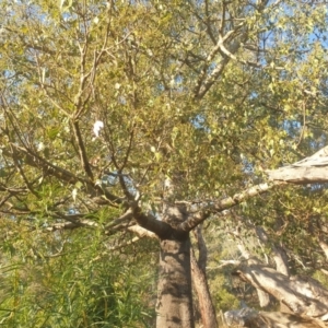 Brachychiton populneus at Mount Majura - 16 May 2024