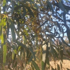 Eucalyptus mannifera (Brittle Gum) at Mount Majura - 16 May 2024 by AdrianM