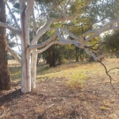 Eucalyptus mannifera at Mount Majura - 16 May 2024