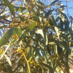 Eucalyptus mannifera at Mount Majura - 16 May 2024